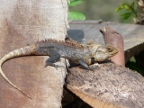 Iguana.JPG (209 KB)